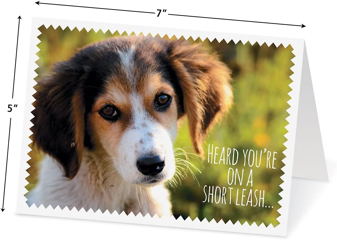 Current Furry Friends Get Well Greeting Cards Value Pack - Set of 20, 10 Unique Designs, Large 5 x 7 Inch Cards, Sentiments Inside, Dogs, Cats, Pets