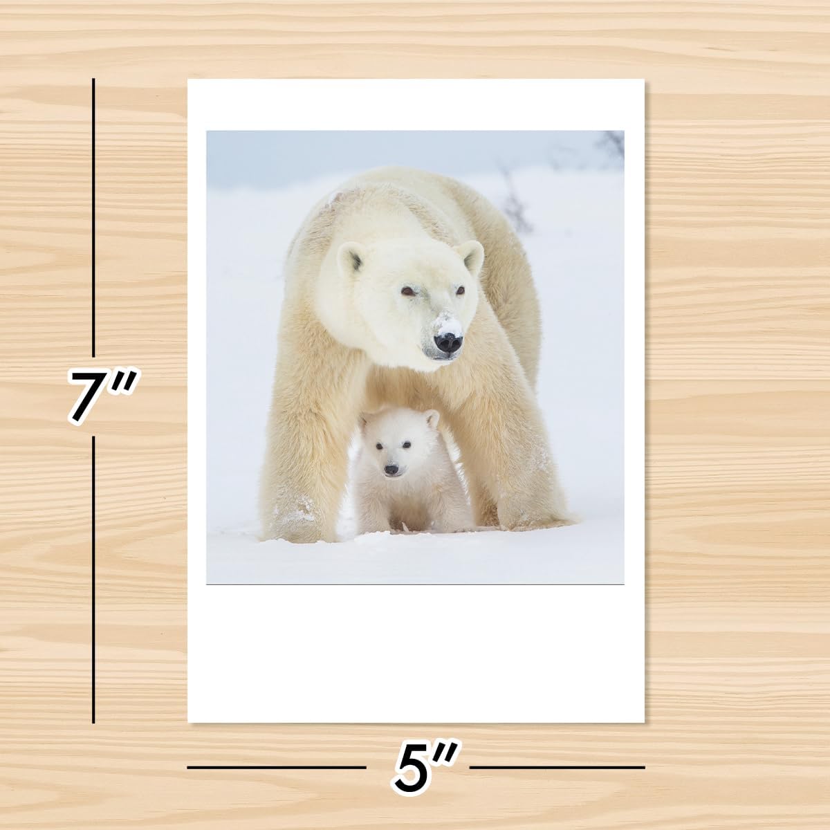 Photographic Happy Holidays Cards, White Polar Bears (6 Cards with White Envelopes)