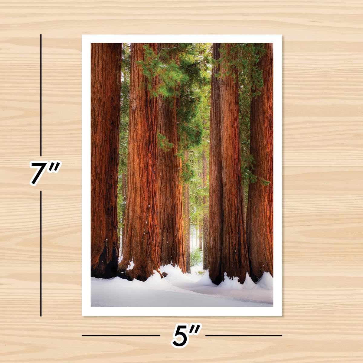 Photographic Season’s Greetings Cards, Sequoia National Park (6 Cards with White Envelopes)