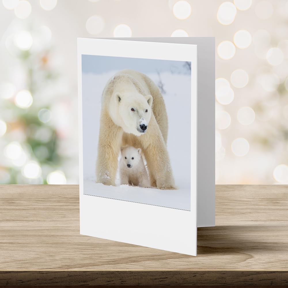 Photographic Happy Holidays Cards, White Polar Bears (6 Cards with White Envelopes)