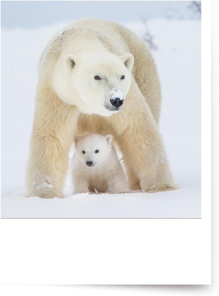 Photographic Happy Holidays Cards, White Polar Bears (6 Cards with White Envelopes)
