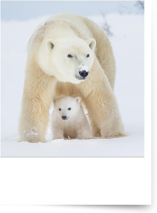 Photographic Happy Holidays Cards, White Polar Bears (6 Cards with White Envelopes)