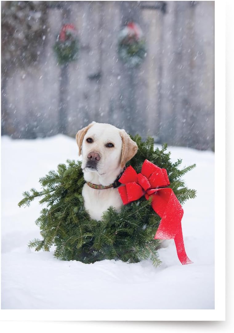 Photographic Happy Holidays Cards, Labrador Wreath (6 Cards with White Envelopes)