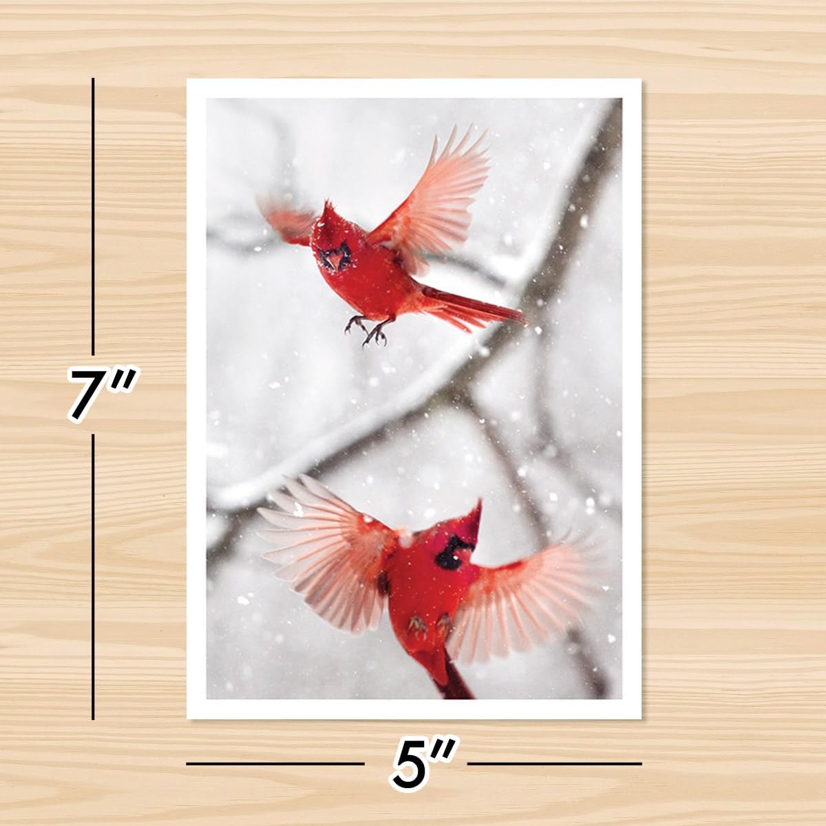 Photographic Season’s Greetings Cards, Northern Cardinals (6 Cards with White Envelopes)