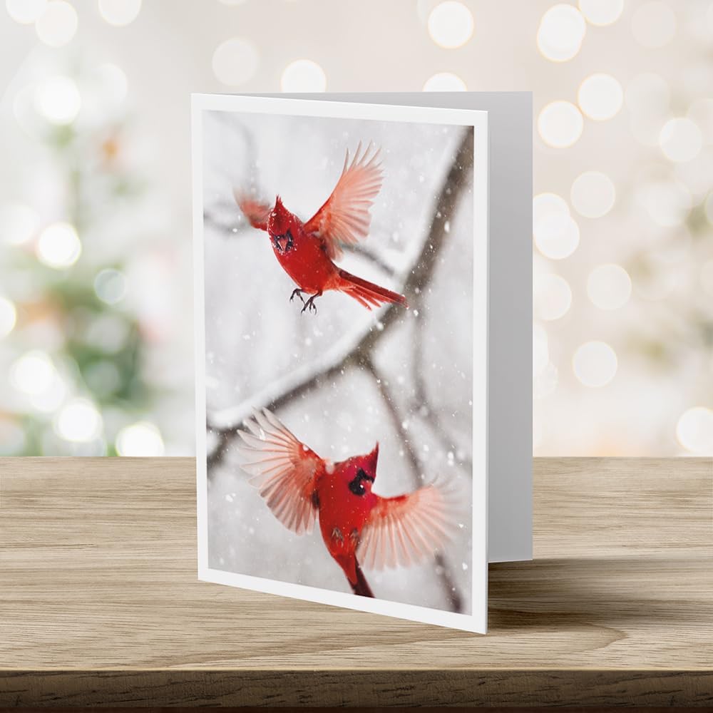 Photographic Season’s Greetings Cards, Northern Cardinals (6 Cards with White Envelopes)