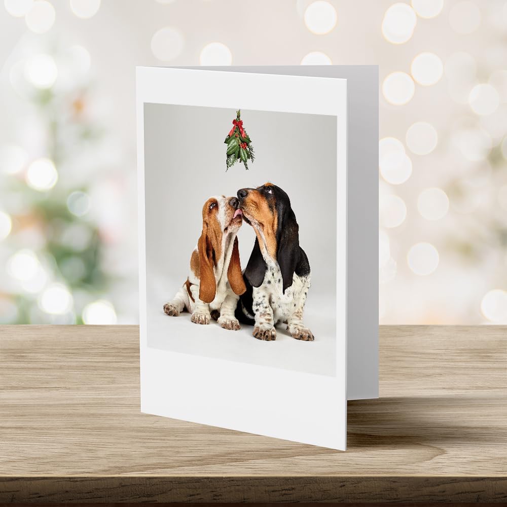 Photographic Christmas Cards, Basset Hounds Under The Mistletoe (6 Cards with White Envelopes) – Perfect for Special Someone