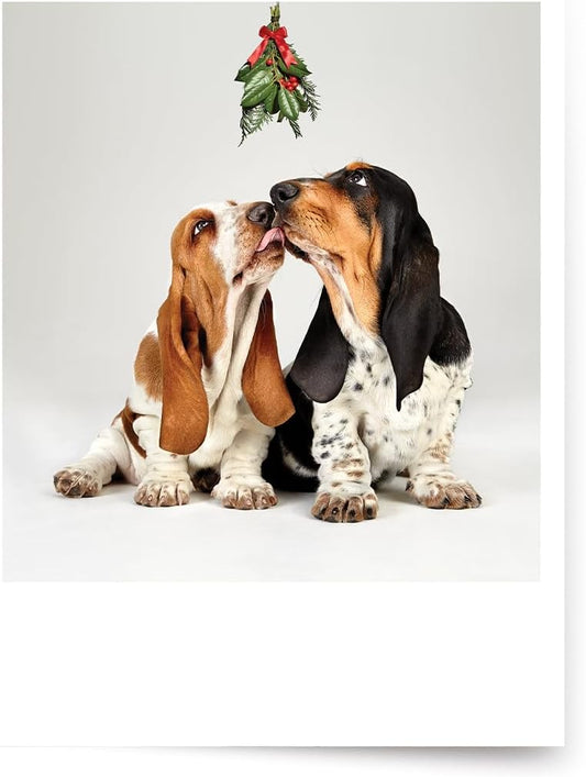 Photographic Christmas Cards, Basset Hounds Under The Mistletoe (6 Cards with White Envelopes) – Perfect for Special Someone