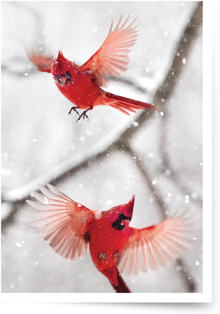 Photographic Season’s Greetings Cards, Northern Cardinals (6 Cards with White Envelopes)