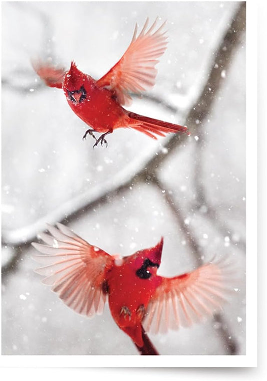 Photographic Season’s Greetings Cards, Northern Cardinals (6 Cards with White Envelopes)