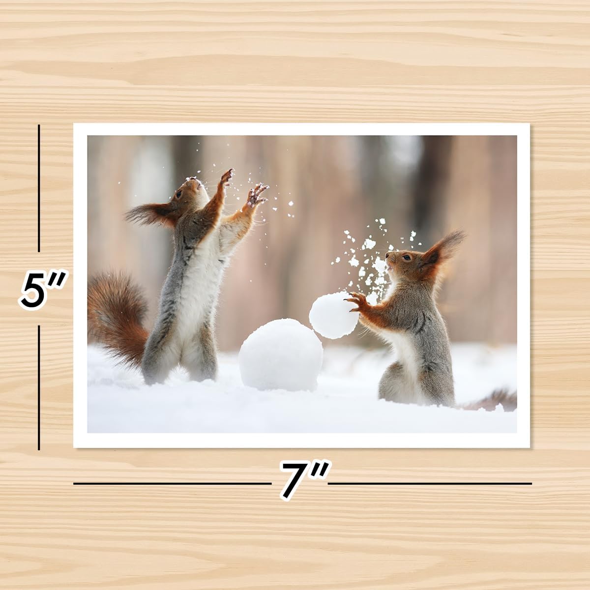 Photographic Happy Holidays Cards, Squirrels Play Catch (6 Cards with White Envelopes)