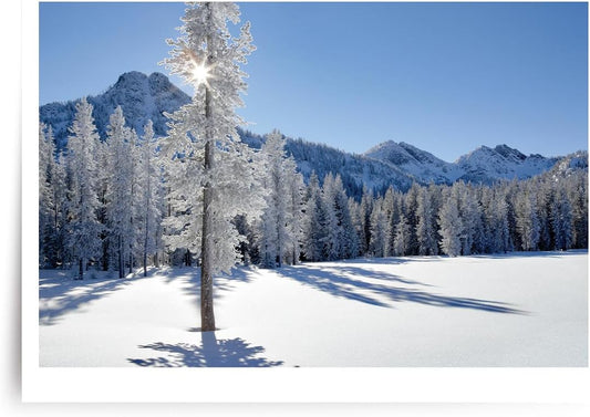 Photographic Happy Holidays Cards, Snowy Trees (6 Cards with White Envelopes)