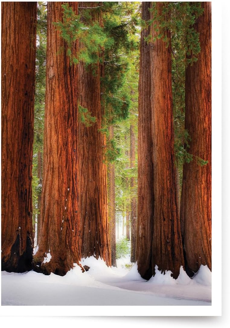 Photographic Season’s Greetings Cards, Sequoia National Park (6 Cards with White Envelopes)