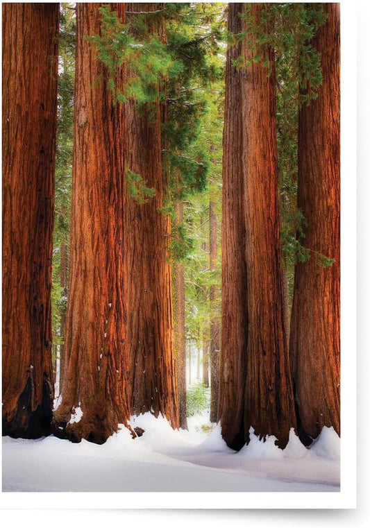 Photographic Season’s Greetings Cards, Sequoia National Park (6 Cards with White Envelopes)