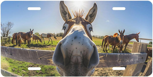 Grass Animal Donkey Countryside Front License Plate for Car Designs Stainless License Plate Cover Holder for Men Women Metal Aluminum Decorative Accessory Vanity Tag Standard 6 X 12 Inch (4 Holes)