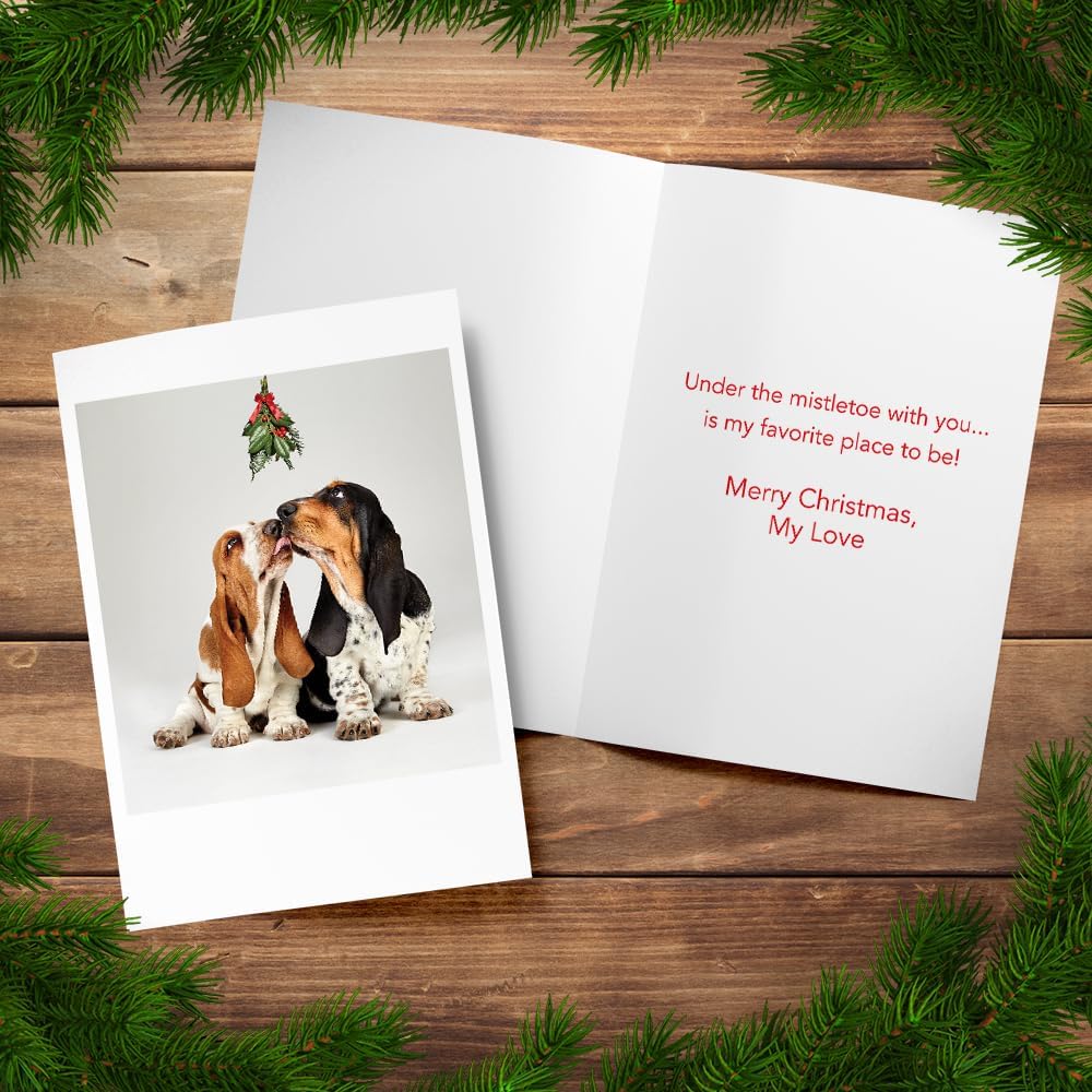 Photographic Christmas Cards, Basset Hounds Under The Mistletoe (6 Cards with White Envelopes) – Perfect for Special Someone