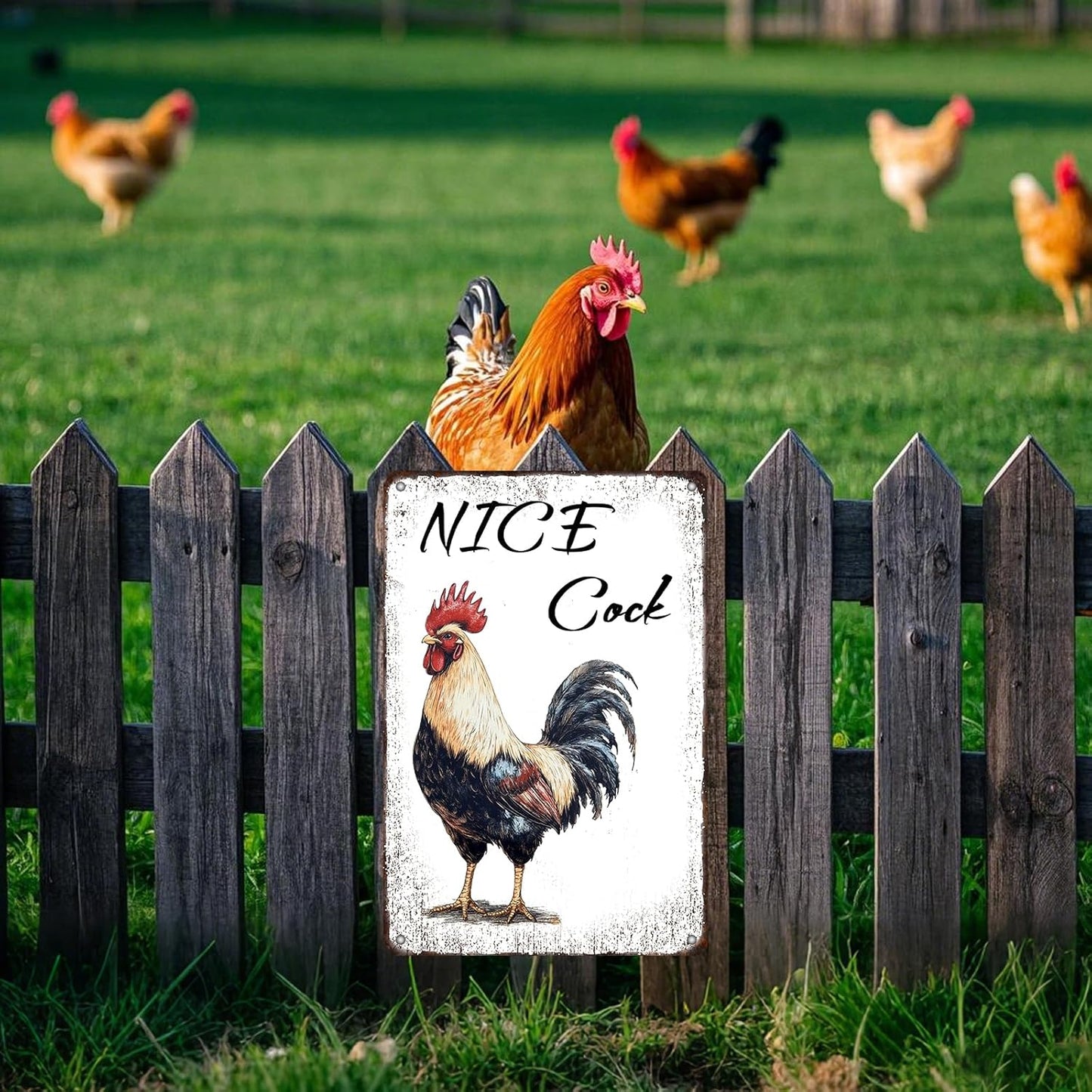 Nice Cock Metal Tin Sign 12x8 Inch Farmhourse Chicken Poster Chicken Tin Sign Home Kitchen Garden Bar Pub Restaurant Are Wall Decor